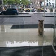 Assistente di volo adotta un cane che non ha mai smesso di aspettarla fuori dall’hotel