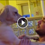 Il meraviglioso video del cane che chiede scusa al padrone