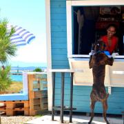 In Croazia apre un'esclusiva spiaggia per cani