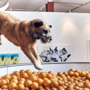 Londra ha inaugurato la prima mostra per cani
