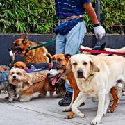 Cani. Il vademecum del Ministero per padroni e dog sitter