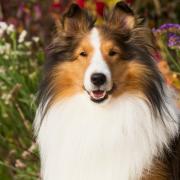 Giovanni Veronesi cerca cani per il suo prossimo video