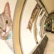 Gatti al posto dei cartelloni pubblicitari. Succede a Londra