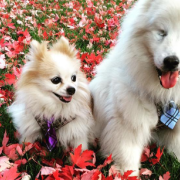 "The fluffy duo". Storia di un'amicizia a quattro zampe