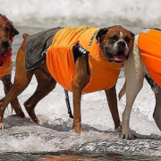 Cani in surf. In California tutti pazzi per il "Surf City Surf Dog"  