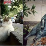 Una statua per onorare il gatto più famoso di Istanbul e del web