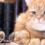 NICO TAVIAN Veterinario, la demenza senile del gatto