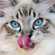 Thorin, il gatto con la lingua più lunga del mondo