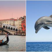Un delfino a Venezia