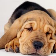 I cani sognano  i loro padroni. Lo dimostra Harvard