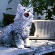 Sapevi che i gatti amano la musica? Ecco quale!