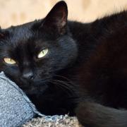 Gatto Nero Day. Oggi è la giornata dedicata ai gatti neri italiani