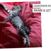 L’ASSISTENTE PERFETTO PER LE FACCENDE DOMESTICHE? IL TUO GATTO!