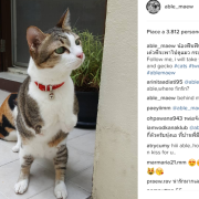 Able. L'abilità del gattino con due zampe