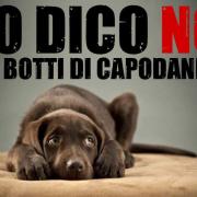 NICO TAVIAN Veterinario, consigli anti stress per i nostri amici a 4 zampe contro i botti di Capodanno