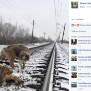 Amore a quattro zampe. Il cane protegge la compagna ferita durante il passaggio del treno