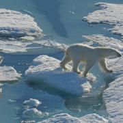 Cuccioli di orsi polari in pericolo, il latte materno è alterato a causa dell'inquinamento ambientale
