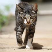 Gatto "disperso" in Maremma torna a casa dopo 2 anni... a 140 Km di distanza!