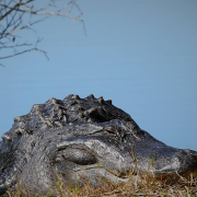 Un alligatore gigante a spasso nel parco. La sorpresa in Florida