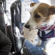 Cani in cabina con i padroni. In Giappone il primo volo per cani