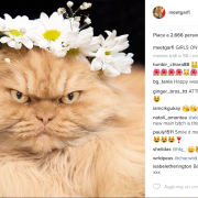 I 9 gatti più famosi di Internet