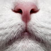 Buona Festa del Gatto! 