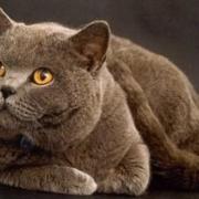 NICO TAVIAN Veterinario, consigli per combattere la forfora nei gatti