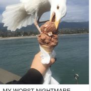 L'incredibile foto del gabbiano ghiotto di gelato che ha fatto il giro del web