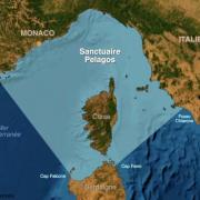 Proteggere i cetacei del mediterraneo