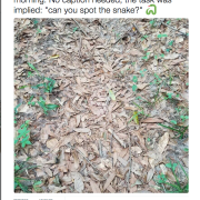 E voi riuscite a vedere il serpente?