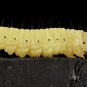 Rifiuti addio: scoperta larva che mangia la plastica

