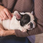 Soffrite di stress? Provate a risolvere con un animale domestico