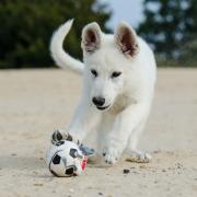 I cani in spiaggia fanno bene ai bambini! 
