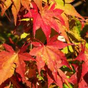 Ma quando inizia quest'anno l'autunno? Ecco la risposta