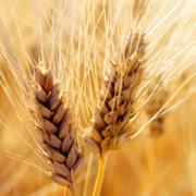 DOTT.SSA DEBORA RASIO, l’energia dell’alimentazione