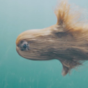 Tutti pazzi per il cane dello spot. Che non esiste!