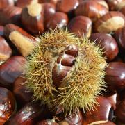 Le castagne
