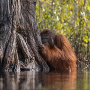 2017: le foto più belle secondo il National Geographic