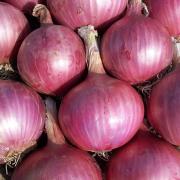 Disintossicati con le cipolle 