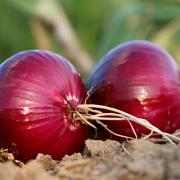 La cipolla che non fa piangere è realtà: si chiama Sunion  e viene dagli Stati Uniti