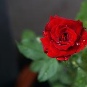 San Valentino: il fiore giusto per il messaggio giusto, ecco tutti i significati