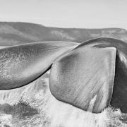 Sebastião Salgado: Genesi. RMC è radio ufficiale