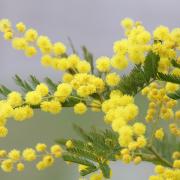 Mimosa anche a tavola! Ecco alcune ricette davvero ghiotte...