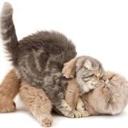 NICO TAVIAN VETERINARIO, un gatto castrato con impulsi sessuali anomali