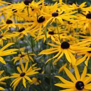 Un rimedio fai da te a base di arnica 