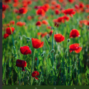  Giornata Mondiale della Poesia: ecco le più belle sulla primavera