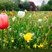 Sbocciano i tulipani: a Padova un incredibile tripudio di colori per Giardinity