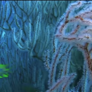 Le meraviglie del mare: lasciati affascinare dal trailer!