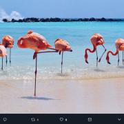In spiaggia con i fenicotteri? Ai Caraibi è possibile!