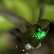 Diego Abatantuono: sua la voce di un affascinante 
documentario sulla natura